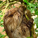 Cute active little three fingered sloth caught in the rain. Jaguar Rescue Centre. Puerto Viejo, Costa Rica 25APR12