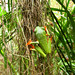 I love the red eyed tree frogs :). I'm so glad to see htem. Jaguar Rescue Centre. Puerto Viejo, Costa Rica 25APR12