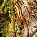 Fun roots growing along the bark of this spikey tree.  Botanic Gardens in Puerto Viejo, Costa Rica 29APR12